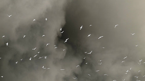 Seagulls flying in slow motion against stormy clouds. Inverted colour. HD.