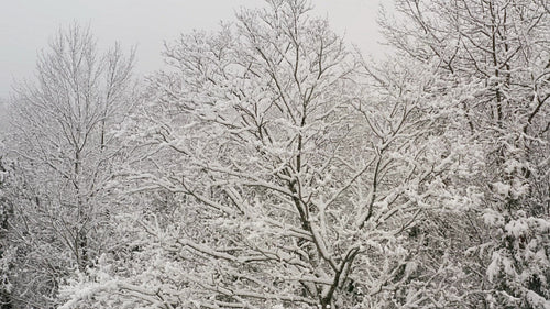 Drone circling beautiful snowy maple tree after winter storm. 4K.