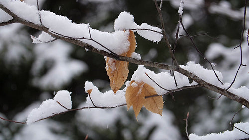 Slow motion snow falling on dead leaves of beech tree. Ontario, Canada. HD.