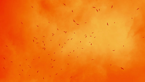 Seagulls flying overhead in slow motion against stormy clouds. Orange tint. HD.