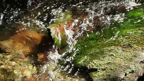 Mossy sunlit stream. Fundy National Park, NB, Canada. HD.