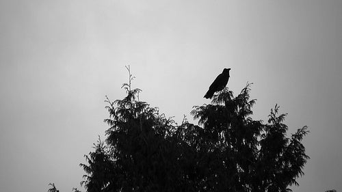 Scary crow. HD.