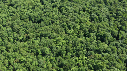 Drone flight over summer forest. Wide shot. 4K.