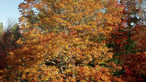 Drone flight around beautiful golden, maple tree with brilliant colours. 4K.