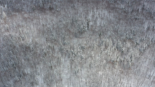 Drone flight over snowy, mixed winter forest in Ontario, Canada. 4K.