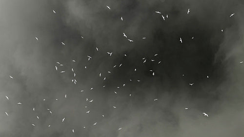 Seagulls flying overhead in slow motion against stormy clouds. Inverted colour. HD.