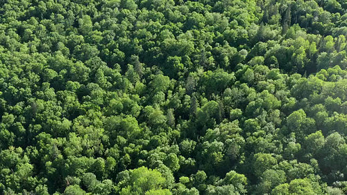 Drone flight over sunlit summer forest. Beautiful hues of green. 4K.