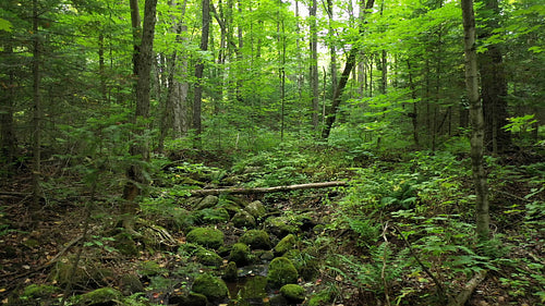 Drone flight following summer stream in the woods. 4K.