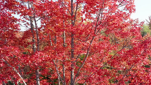 Drone orbiting maple tree with vivid read leaves. Autumn in Ontario, Canada. 4K.