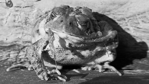 Toad shedding and eating its own skin. Real time shot. HD.