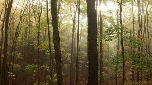 Quick reverse drone flight. Escaping from spooky, misty forest. 4K.