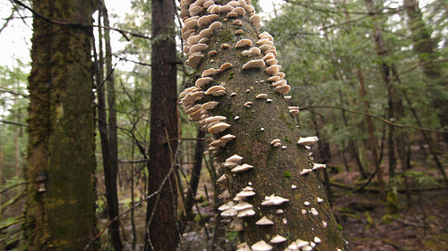 Detail of fungi growing on tree. Forest in Ontario, Canada. 4K.