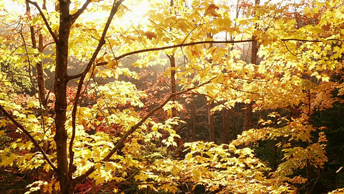 Slow rising drone shot. Golden maple tree with morning sun. 4K.