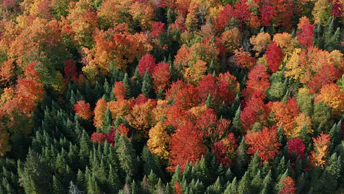 Slow drone flight over brilliant colours of mixed species autumn forest. 4K.