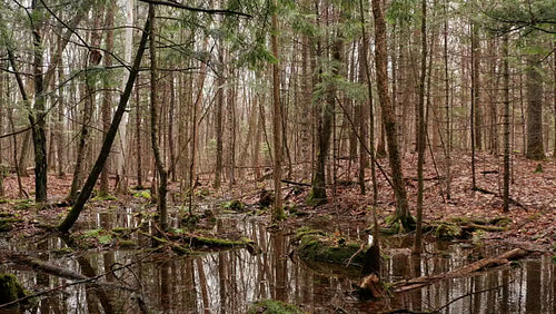 Drone aerial. Slow reversing dolly shot out of swamp with dead trees. 4K.