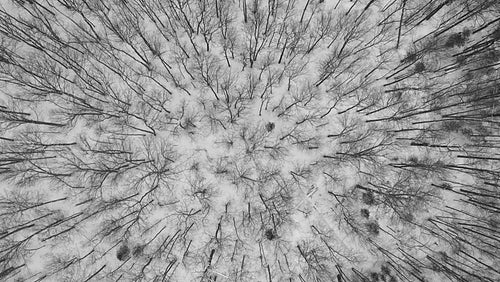 Birdseye drone flight over winter forest of bare deciduous trees. Ontario. Black and white. 4K.