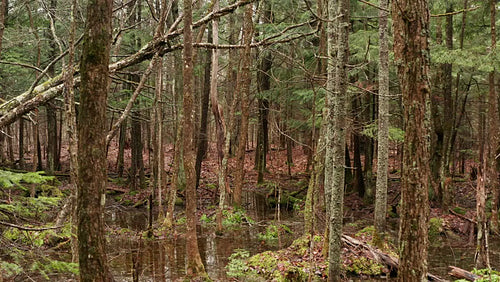 Drone aerial. Slow dolly push into swamp with dead trees. 4K.