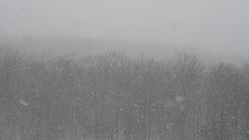 Beautiful slow motion winter scene. Forest during snowstorm. HD.