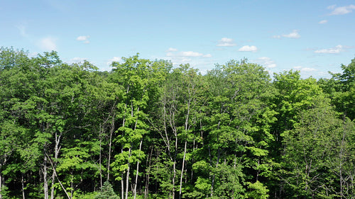 Drone flight rising over trees to summer landscape. 4K.