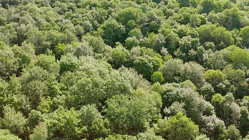 Drone aerial over sunlit summer forest. Beautiful hues. Rural Ontario, Canada. 4K video.