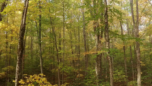 Drone flight into autumn woods. Forest stock footage. Morning mist and soft light. 4K.