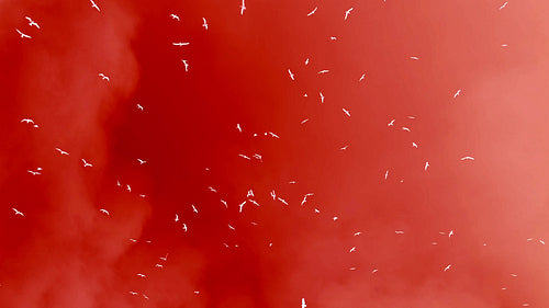 Seagulls flying overhead in slow motion against stormy clouds. Inverted and tinted red. HD.