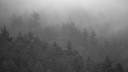 Misty trees. Mist moving through evergreen trees. Black and white. HDV footage. HD.