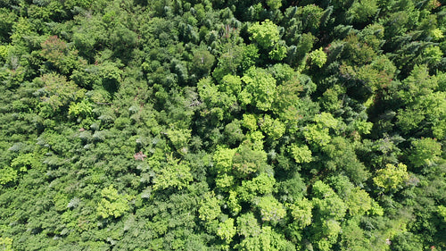 Drone aerial. Top down view of mixed summer forest. Ontario, Canada. 4K.