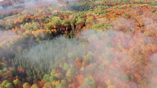 Forest stock footage. Drone flight over beautiful woods with autumn colours and mist. 4K.