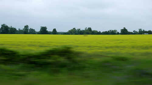Driving past canola rapeseed fields with grey clouds. Ontario, Canada. 4K.