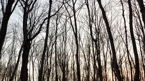 Silhouettes of bare winter trees at dusk. Slow forward movement. 4K.