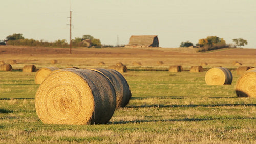 Hay bales in a field with farm in the distance. Saskatchewan, Canada. HD.