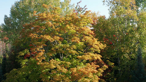 Drone orbiting orange and green maple tree. Autumn in Ontario, Canada. 4K.