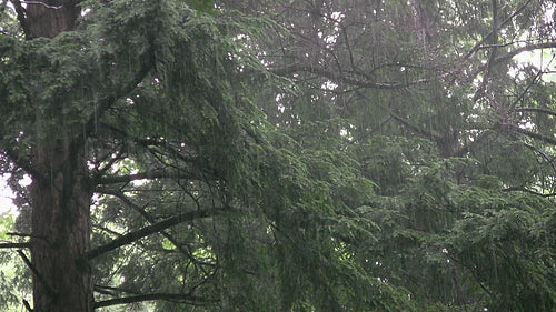 Downpour with cedar tree. Good rain sound. HDV footage. HD.