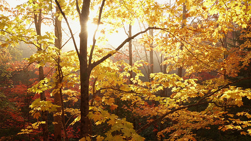 Forest stock footage. Slow drone shot of golden autumn maple tree with sun and mist. 4K.