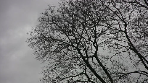 Baree winter trees in the wind with grey clouds. Ontario, Canada. HD video.