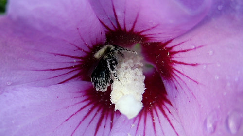 Pollen covered bee collects pollen from purple hibiscus flower. HDV footage. HD.