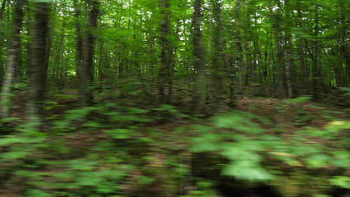 Driving past dense green summer forest. POV drive side view. 4K.
