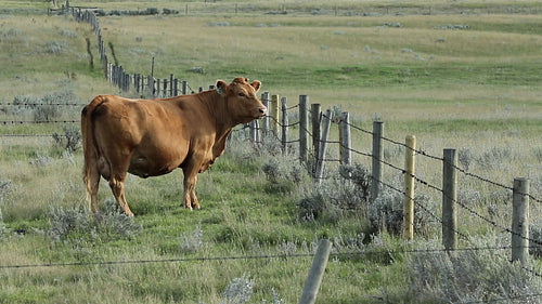 Beautiful brown cow. Alberta, Canada. HD.