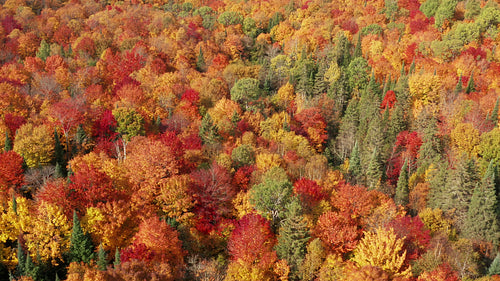 Drone flight over vibrant autumn forest. Ontario, Canada. 4K.
