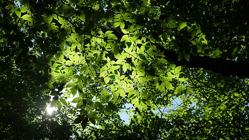 Beautiful beech tree with leaves backlit by the sun. Ontario, Canada. HD.