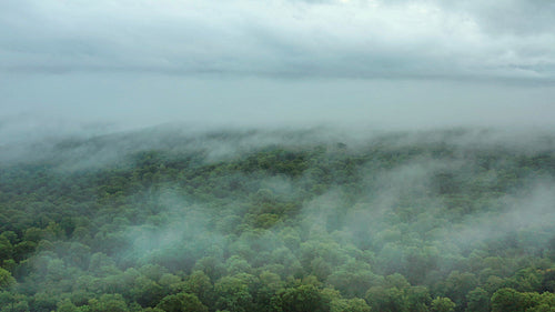 Drone aerial rising over misty trees and low clouds after the rain. 4K.