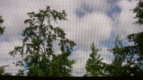 Summer screen. View of conifers and clouds through cottage insect screen. HDV footage. HD.