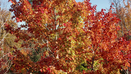 Drone flight around beautiful maple tree with brilliant colours. 4K.