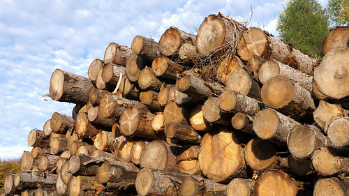 Tilt down to detail of large lumber pile. Felled trees in Ontario, Canada. 4K.