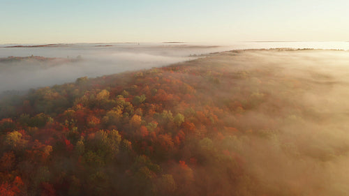 Drone flight over magical, misty golden landscape with fall colours. 4K