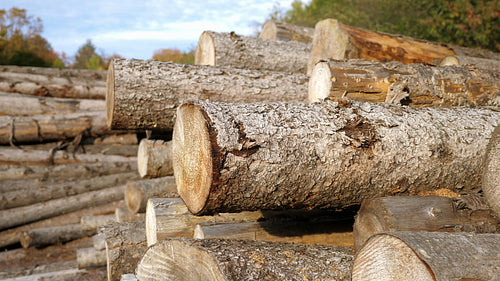Tilt down to felled tree trunks. Lumber industry in Ontario, Canada. 4K.