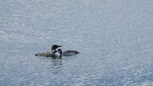 Adult and juvenile loon on the lake. North Bay, Ontario, Canada. 4K.
