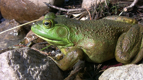 Big green frog sits at edge of a fresh water lake. Macro shot. HDV footage. HD.