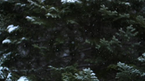 Slow motion winter snow. Evergreen tree background. Ontario, Canada. HD.